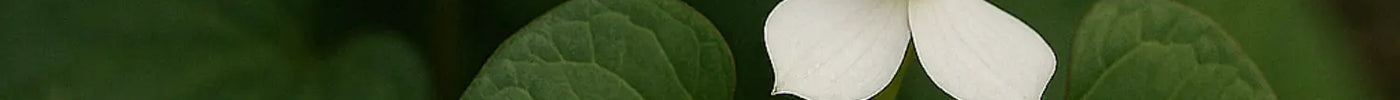Heartleaf boozyshop